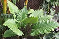 Alocasia 'Portodora'