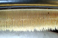 Image 9Accessory baleen plates taper off into small hairs (from Baleen whale)