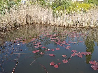 Tó az Alsó Kertben