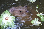 Een capibara krijgt sla gevoerd