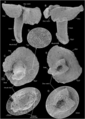 Dendrogramma enigmatica