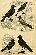 Dall'alto verso il basso: Corvus corax - Coloeus monedula Corvus cornix C. frugilegus - C. corone.