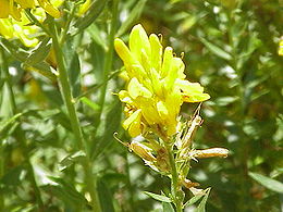 Dažinis prožirnis (Genista tinctoria)