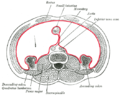 Coupe transversale de l'abdomen au niveau du muscle grand psoas.