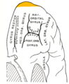 ヒト左大脳半球の眼窩部。下から見た所。