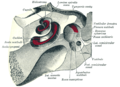 The cochlea and vestibule (view from above).