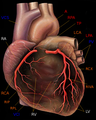 Visione laterale del cuore