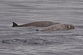 クラレンス島付近のミナミトックリクジラの群れ