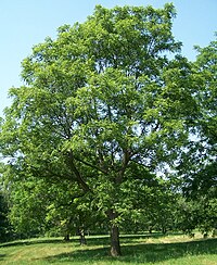 Lielais riekstkoks (Juglans major)