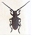 Lamia textor (Linnaeus, 1758)