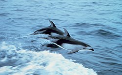 Klusā okeāna delfīns (Lagenorhynchus obliquidens)