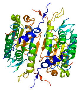 Image illustrative de l’article Caspase 2