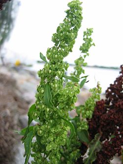 Rumex crispus