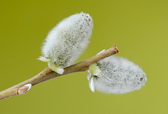 Les « pompons argentés », chatons mâles de saule marsault (Salix caprea). (définition réelle 3 860 × 2 620)