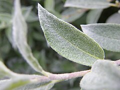 Upper surface of leaf