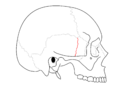 Sutura esfeno-escamosal separa o osso esfenoide e a escamoso do osso temporal.