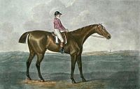 Skyscraper, foaled 1786