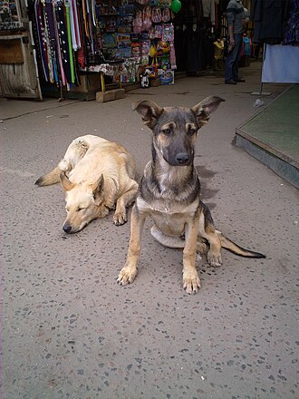 Deux chiens sans collier dans un marché