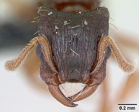 Муравей Strongylognathus testaceus