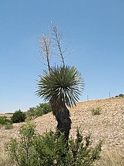 Yucca rostrata