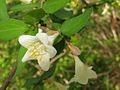 Abelia serrata.