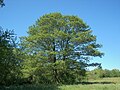 Image 54Alnus glutinosa (from List of trees of Great Britain and Ireland)