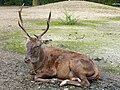 Berberhirsch (Cervus elaphus barbarus) im Tierpark Berlin