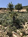 Chamaerops cerifera in the High Atlas Mountains