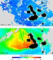 Image 51Satellite maps of the concentration of chlorophyll (representing abundance of phytoplankton) during El Niño (top) and La Niña (bottom). The color scale goes from blue at the lowest concentrations to red at the highest. Currents that normally fertilize phytoplankton reverse during El Niño, resulting in barren oceans. The same currents are strengthened by La Niña, resulting in an explosion of ocean life. (from Galápagos Islands)