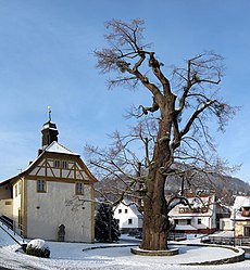 Dorflinde in Haselbach (von Rainer Lippert)