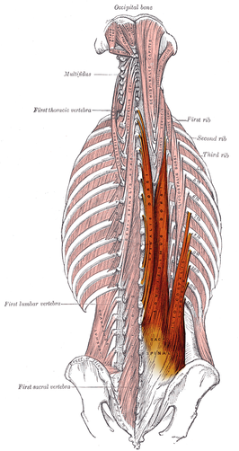 Musculus erector spinae