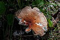 !!Russula grisescens sin. Russula emetica var. grisescens!!