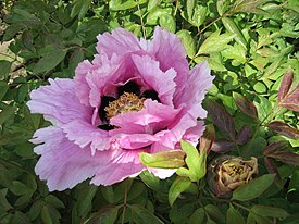 Kiinanpensaspionin (Paeonia rockii) kukka.