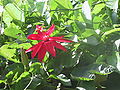 Passiflora vitifolia, Costa Rica (In der Nähe einer Lodge, Atlantik-Seite)