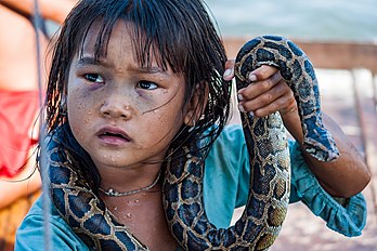 Une jeune Cambodgienne gagnant de l’argent pour sa famille en se laissant photographier avec un serpent, dans un village lacustre du Tonlé Sap (Siem Reap). (définition réelle 4 272 × 2 848)