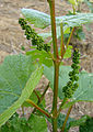 Ex: Vitis vinifera