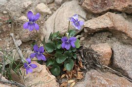 Violette des rochers.