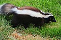 Patagonischer Skunk (Conepatus humboldtii)