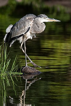 Un héron cendré (Ardea cinerea). (définition réelle 2 592 × 3 888)