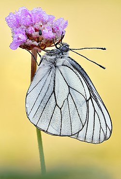 Sortåret hvidvinge. Foto: Werner Seiler, 2005