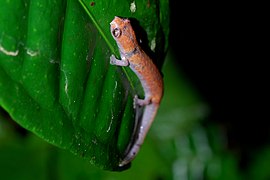 Bolitoglossa altamazonica