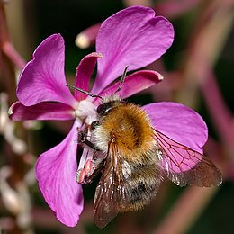 Bombus pascuorum