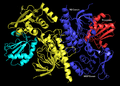 Structure of E. coli ThxR dimer bound thioredoxin