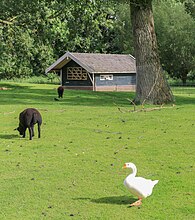 Dierenweide Park Kweeklust