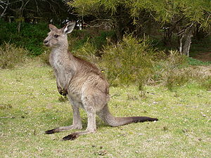 En kengeruu (Macropus giganteus)