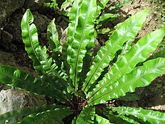 Vue d'une plante aux longues feuilles cireuses organisées en rosette.