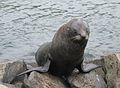 Otaria orsina della Nuova Zelanda mentre approda a Capo Taiaroa, nei pressi di Dunedin