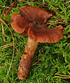 !!!Cortinarius orellanus!!!