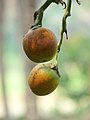 Areca palm fruit at Kerala, India