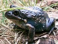 Eastern Banjo Frog (Limnodynastes dumerili)